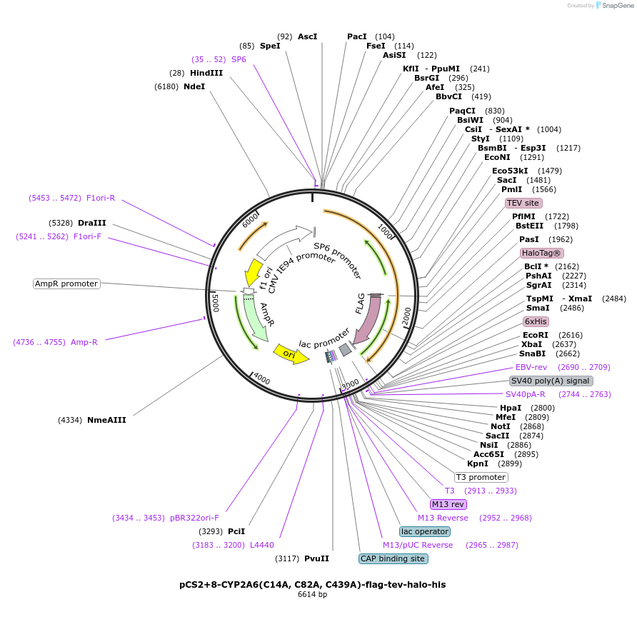 227164-plasmid-map-sequence-id-459002