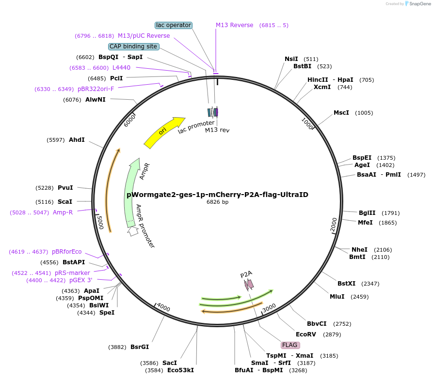 227173-plasmid-map-sequence-id-459003
