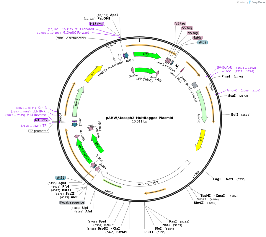 226725-plasmid-map-sequence-id-459009