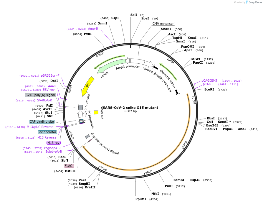 231917-plasmid-map-sequence-id-459015