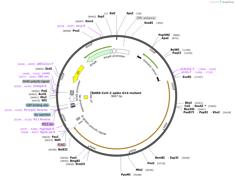 231916-plasmid-map-sequence-id-459016