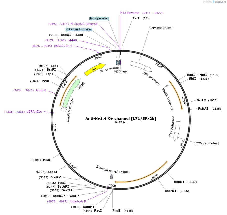 231816-plasmid-map-sequence-id-459056