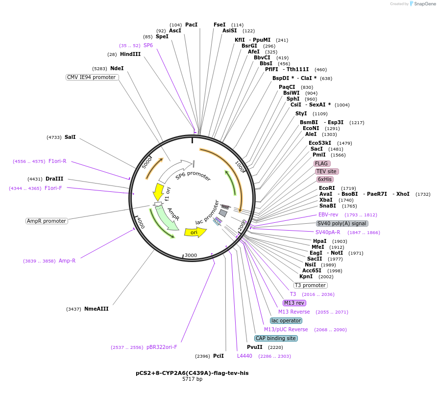 227167-plasmid-map-sequence-id-459057