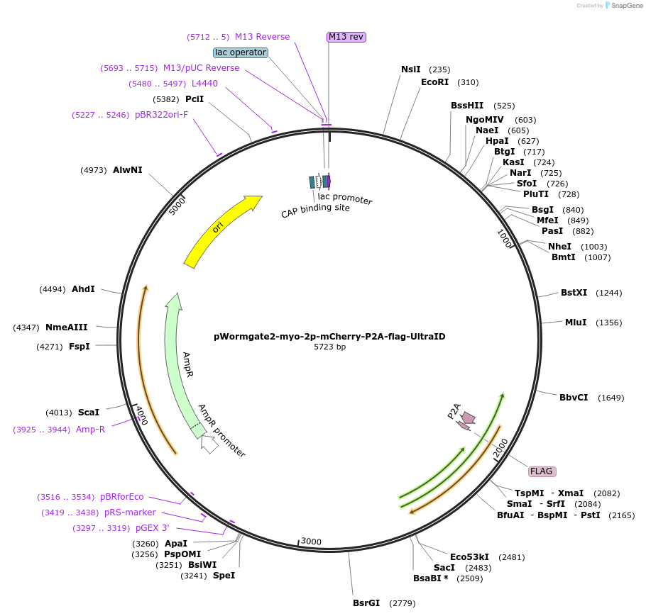 227172-plasmid-map-sequence-id-459058