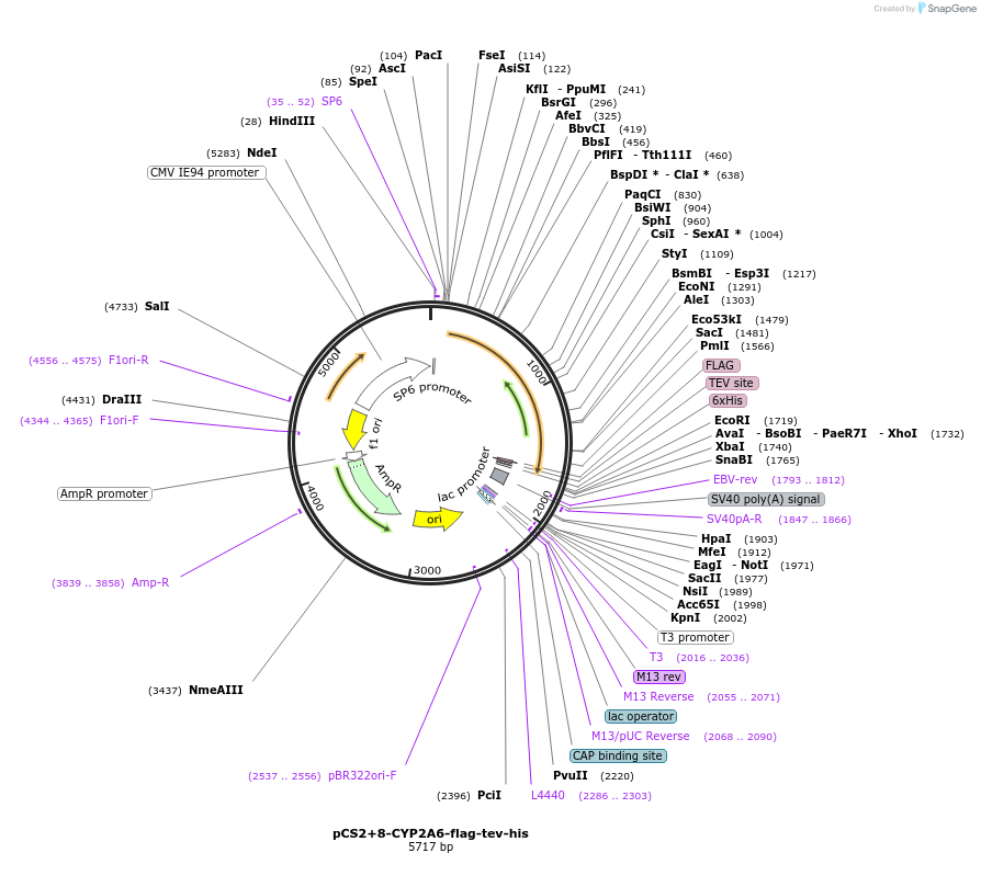 227165-plasmid-map-sequence-id-459060