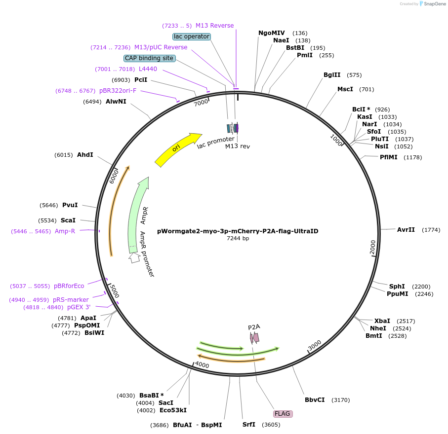 227174-plasmid-map-sequence-id-459063