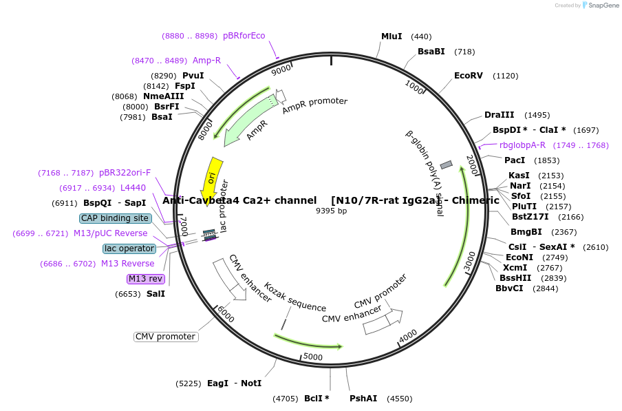 231825-plasmid-map-sequence-id-459079
