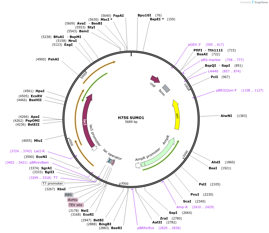 221062-plasmid-map-sequence-id-459087