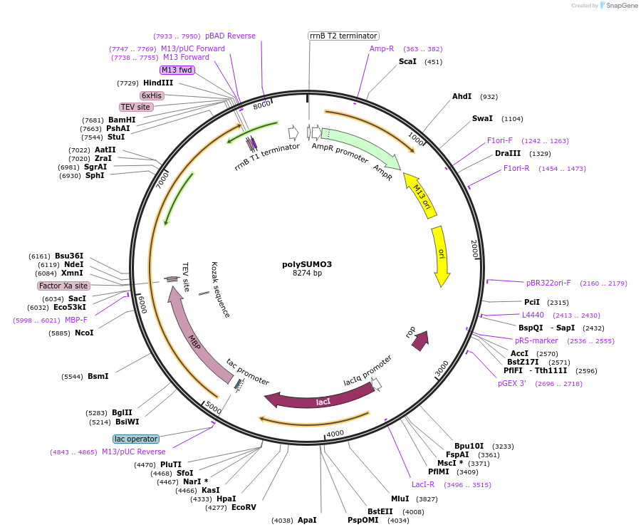 221067-plasmid-map-sequence-id-459093