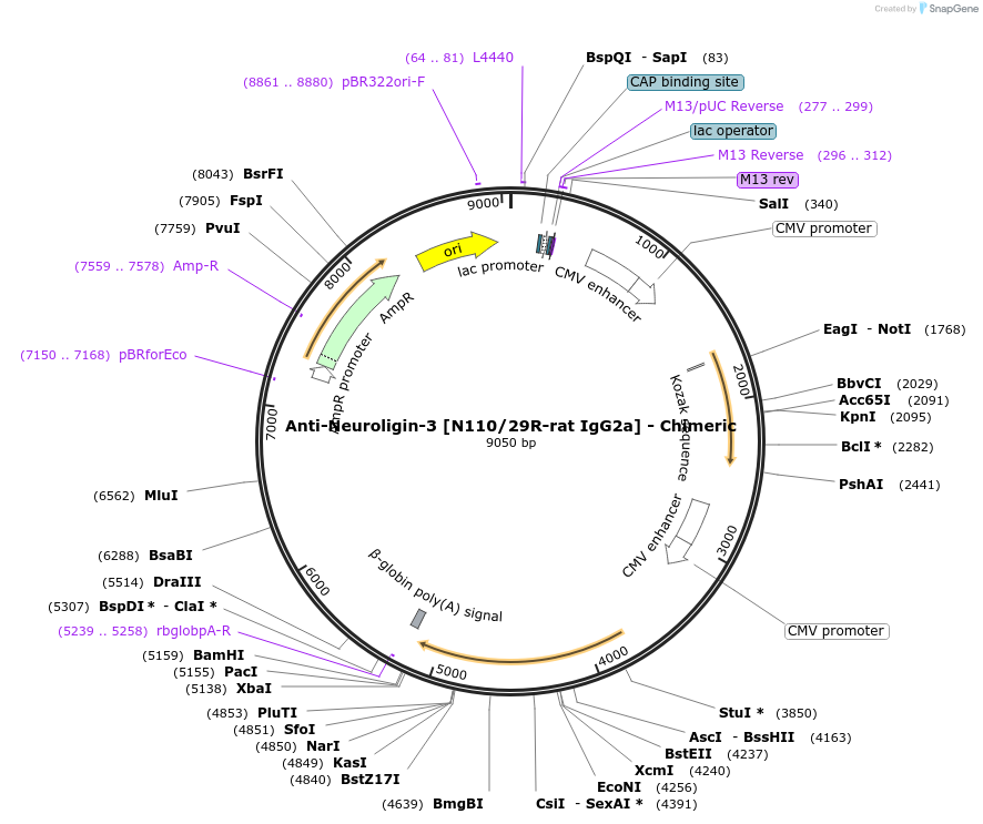 231821-plasmid-map-sequence-id-459095