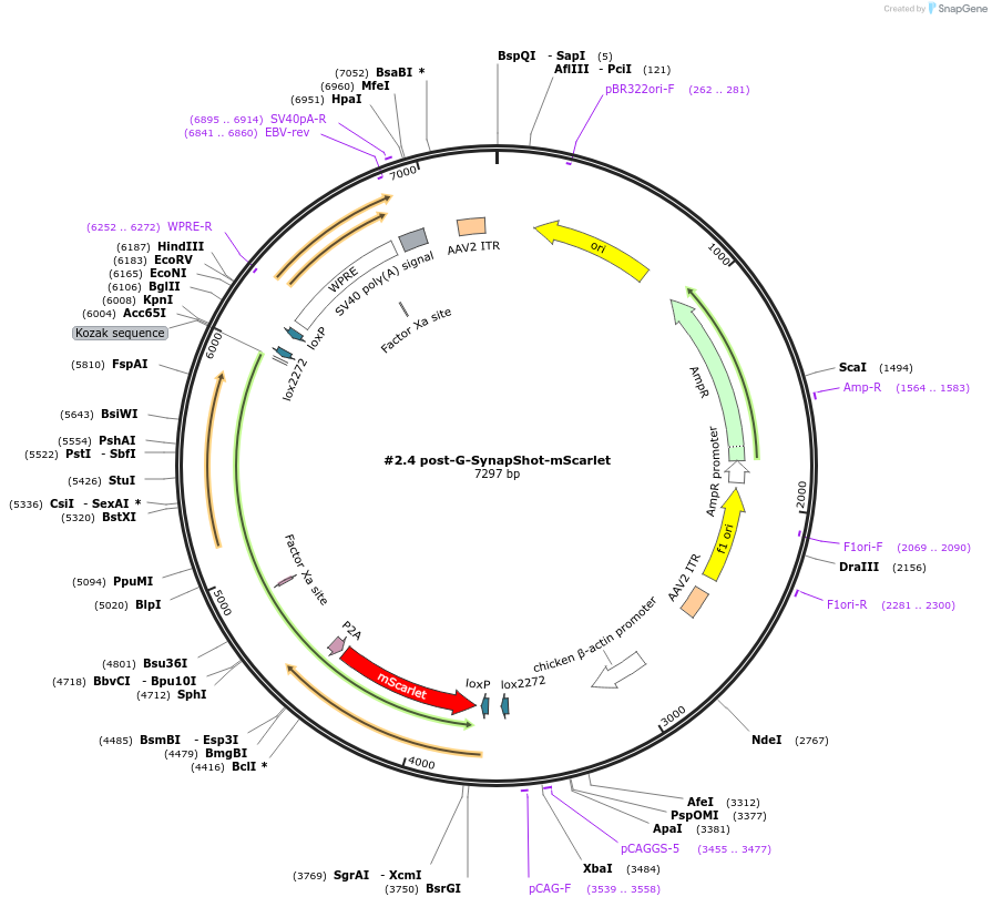 214720-plasmid-map-sequence-id-459097