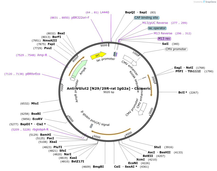 231818-plasmid-map-sequence-id-459100