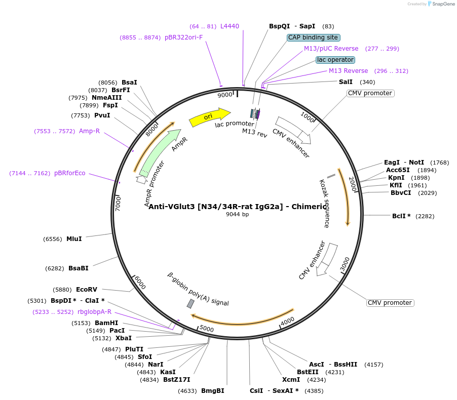 231845-plasmid-map-sequence-id-459102