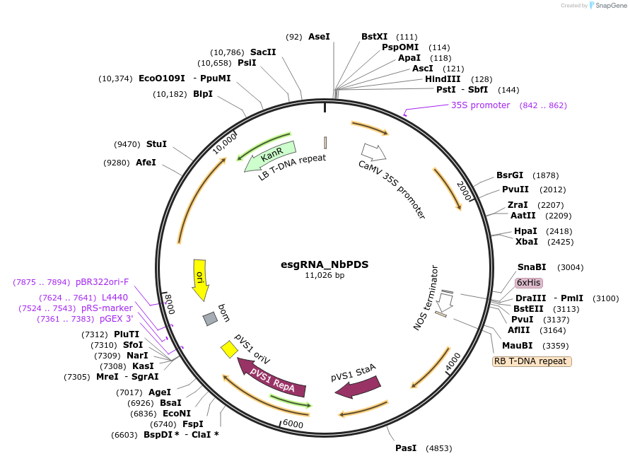 231147-plasmid-map-sequence-id-459119