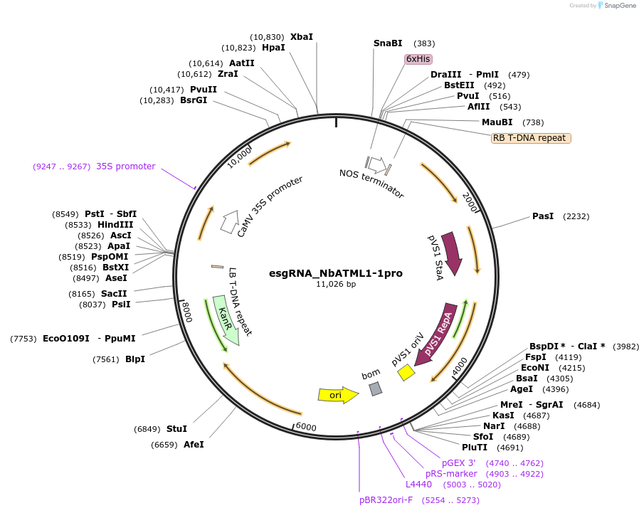 231151-plasmid-map-sequence-id-459151