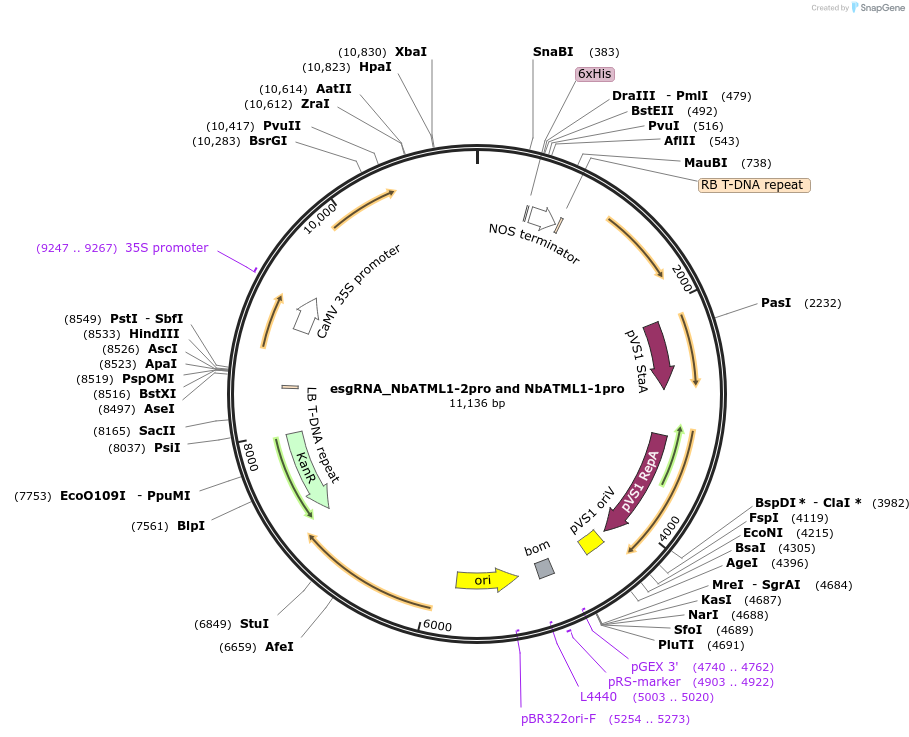 231155-plasmid-map-sequence-id-459156