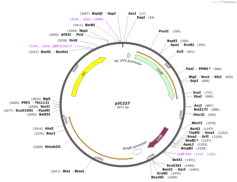 231172-plasmid-map-sequence-id-459157