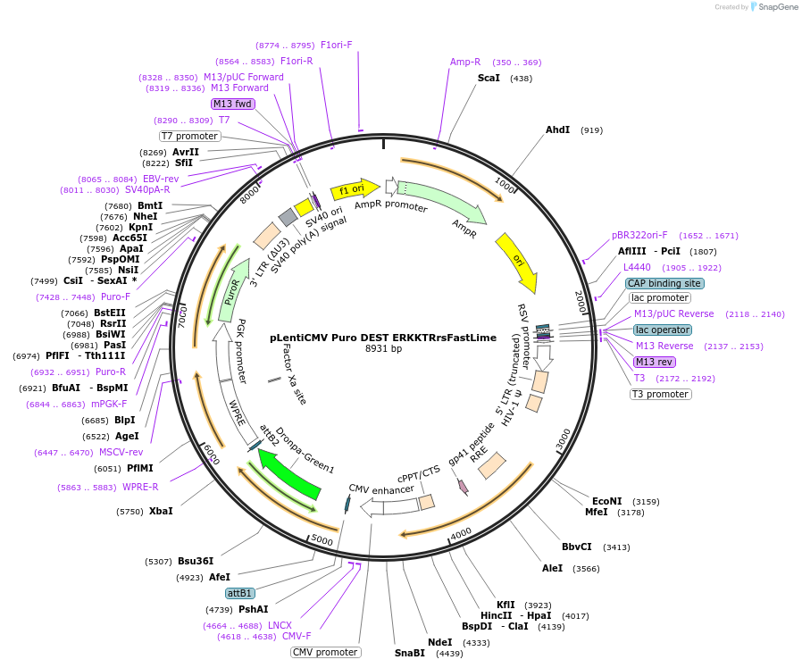 205765-plasmid-map-sequence-id-459159