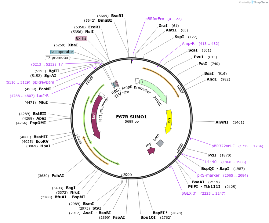 221064-plasmid-map-sequence-id-459202