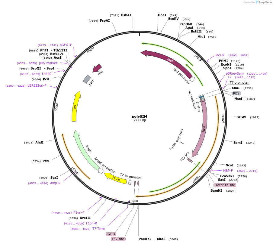 221068-plasmid-map-sequence-id-459203