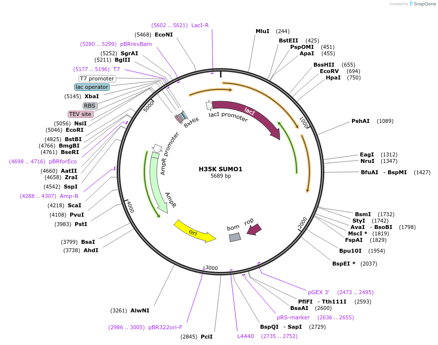 221055-plasmid-map-sequence-id-459216