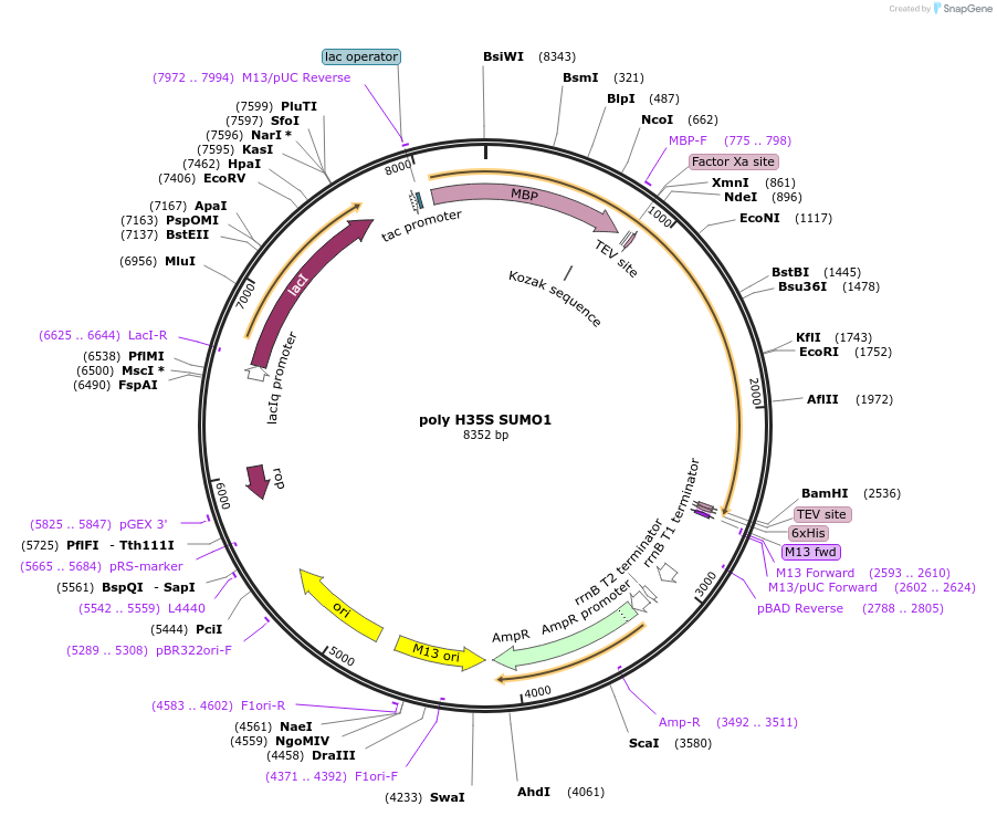 221071-plasmid-map-sequence-id-459220
