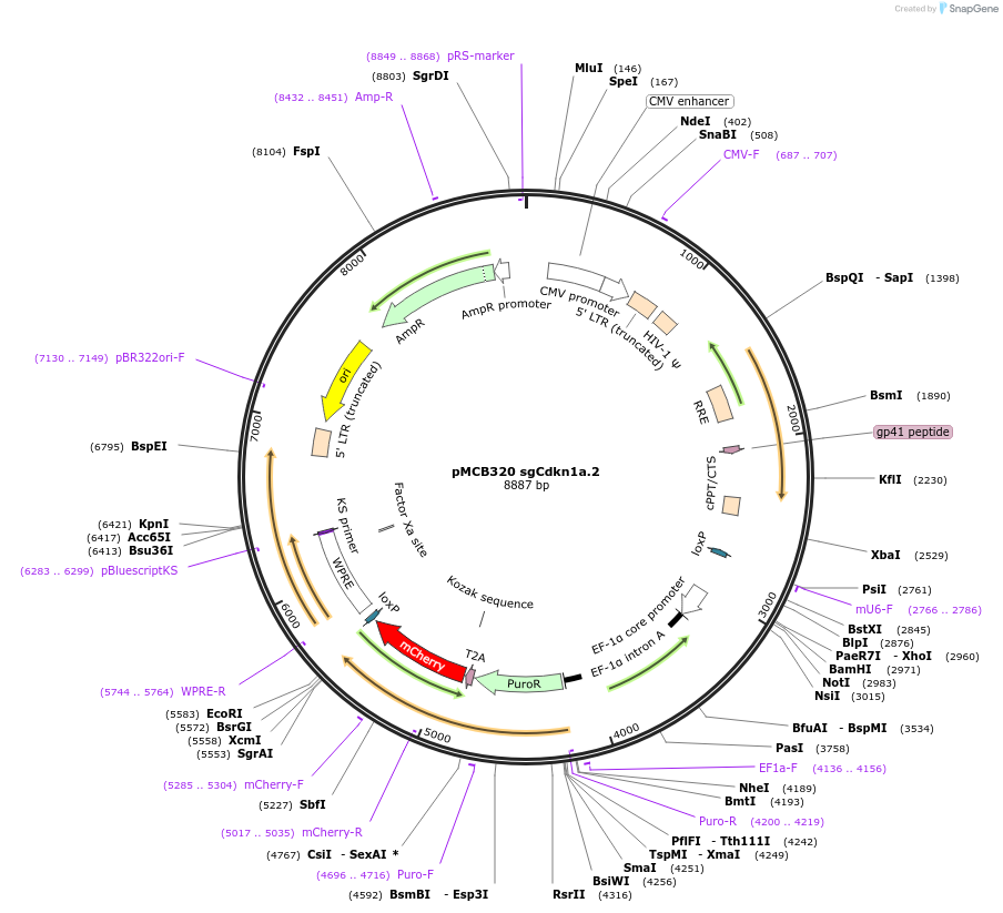 227946-plasmid-map-sequence-id-459270