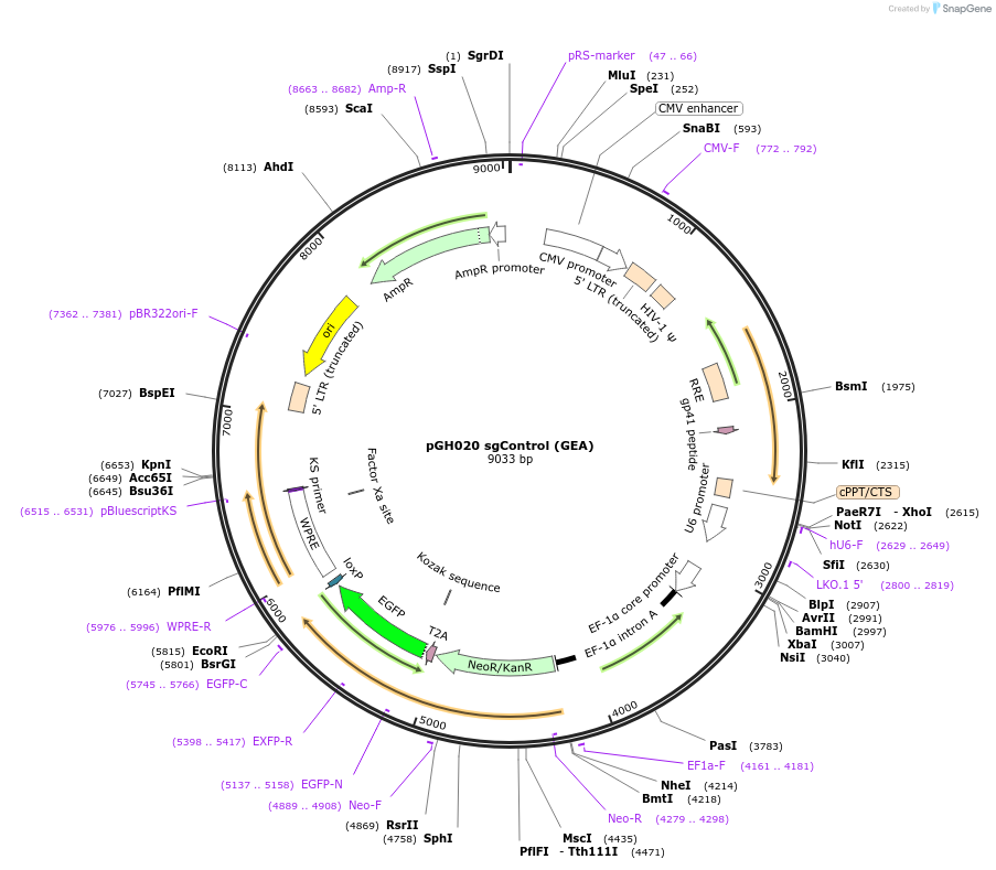 228193-plasmid-map-sequence-id-459274