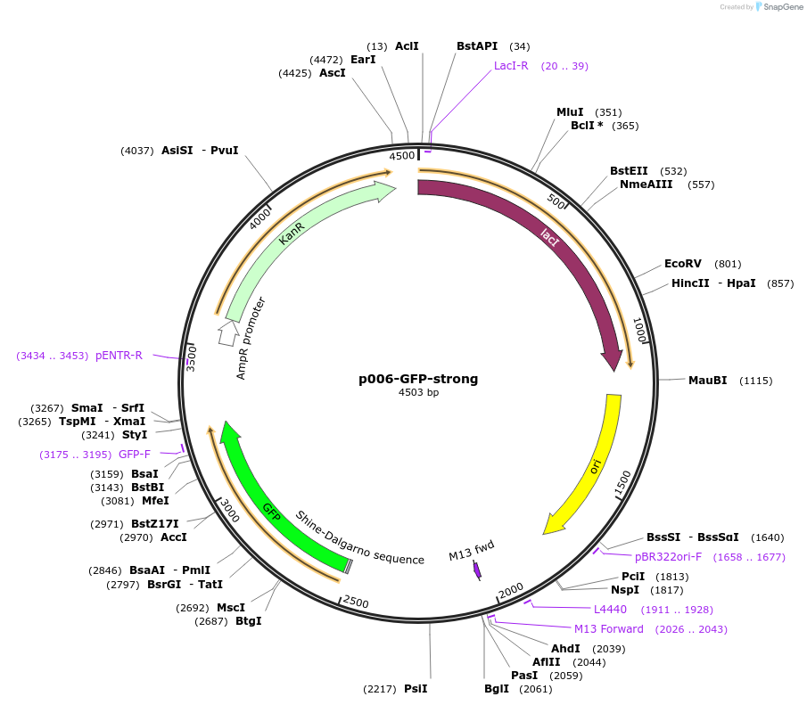 108313-plasmid-map-sequence-id-459279