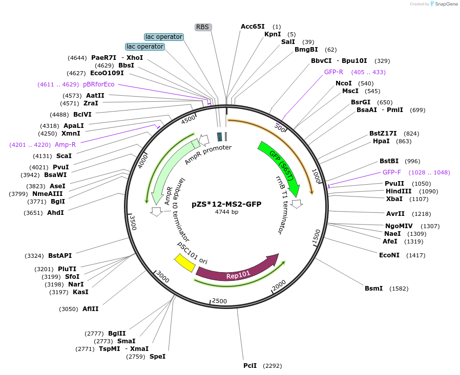26245-plasmid-map-sequence-id-459281