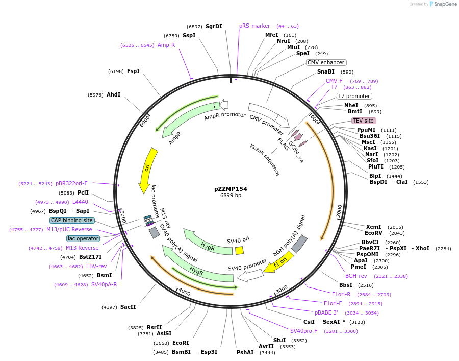 231760-plasmid-map-sequence-id-459310