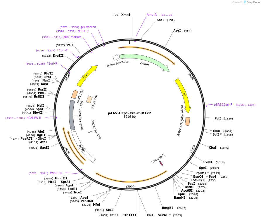 228408-plasmid-map-sequence-id-459311