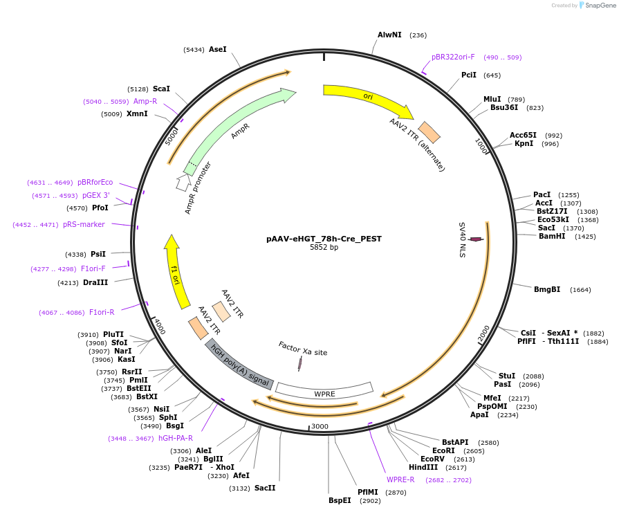 231791-plasmid-map-sequence-id-459312