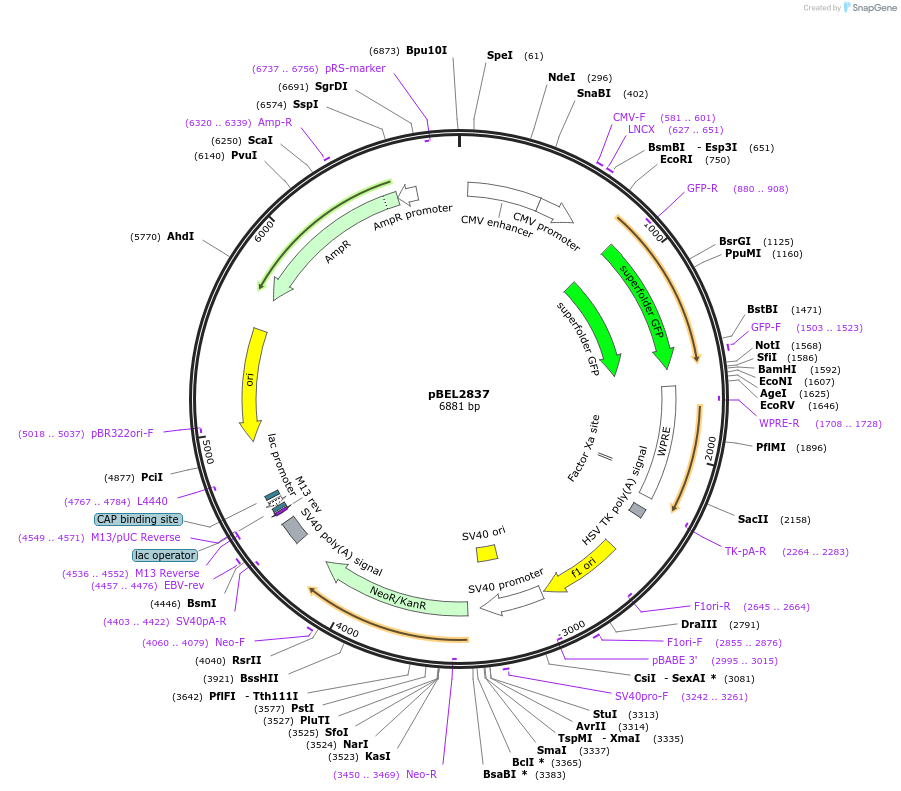 231676-plasmid-map-sequence-id-459313