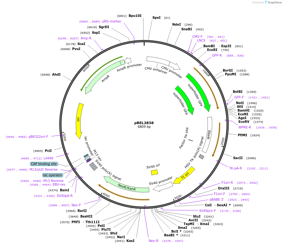 231677-plasmid-map-sequence-id-459314