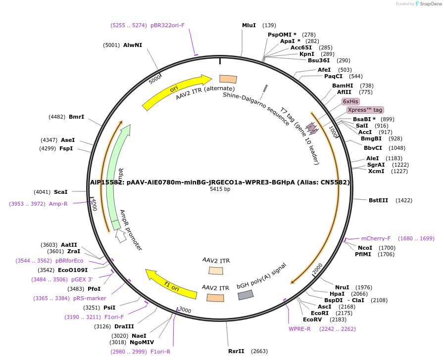 230878-plasmid-map-sequence-id-459324