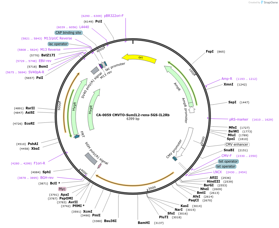 231224-plasmid-map-sequence-id-459326