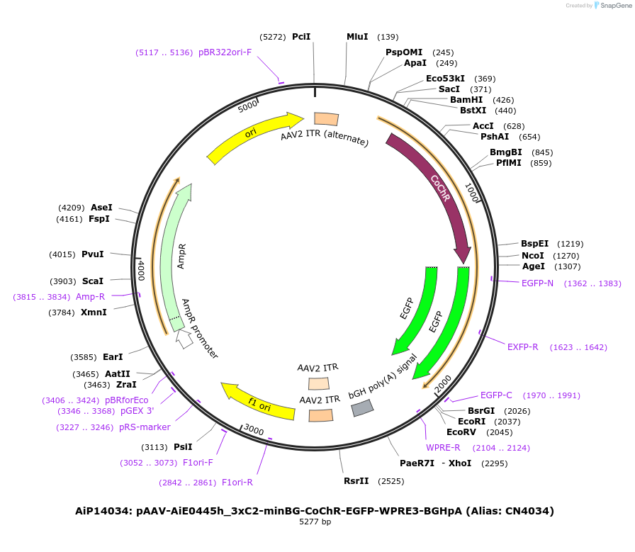 230866-plasmid-map-sequence-id-459328