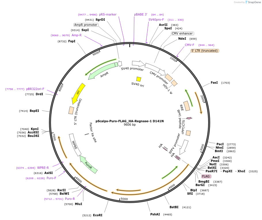 222663-plasmid-map-sequence-id-459333