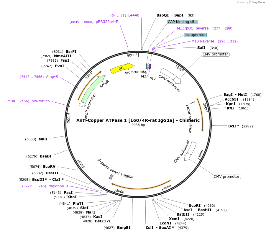 231823-plasmid-map-sequence-id-459349