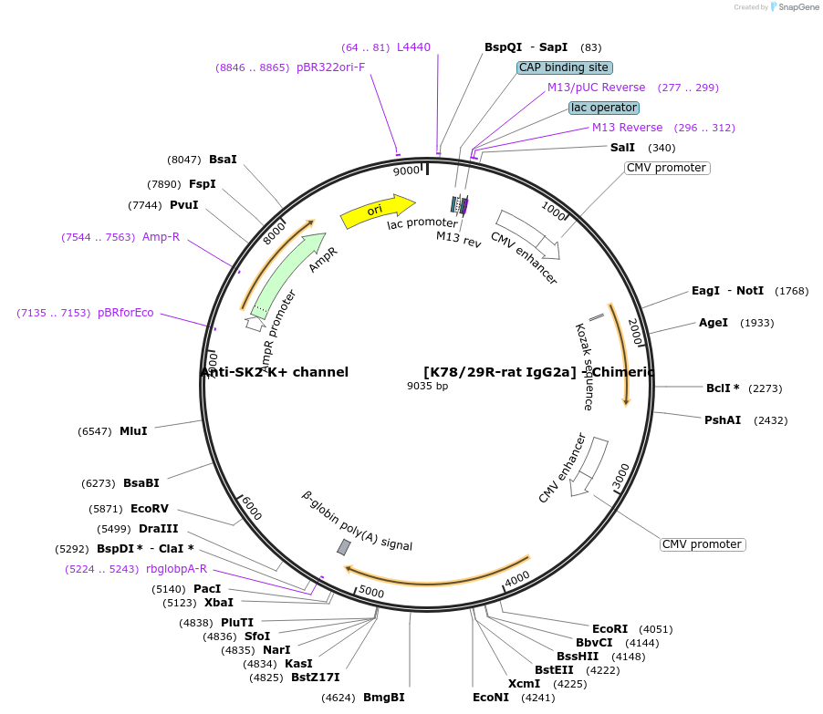 231846-plasmid-map-sequence-id-459350
