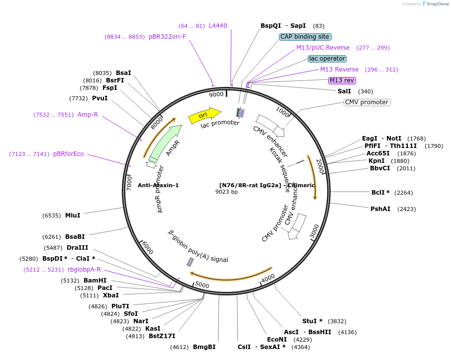 231837-plasmid-map-sequence-id-459351