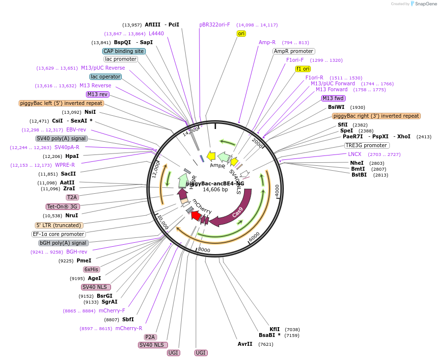 226865-plasmid-map-sequence-id-459374