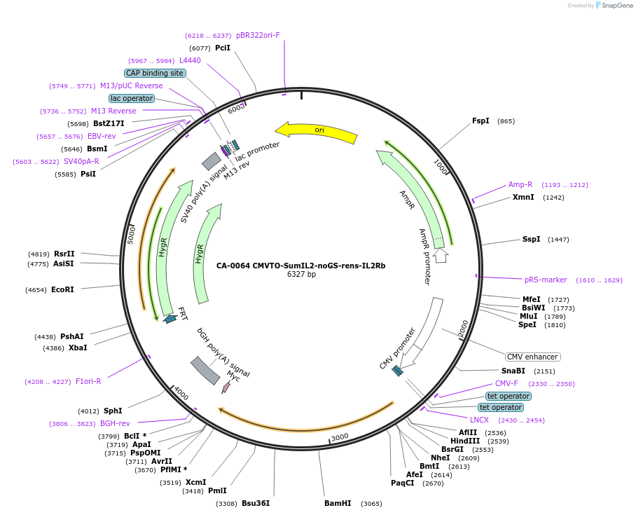 231218-plasmid-map-sequence-id-459393