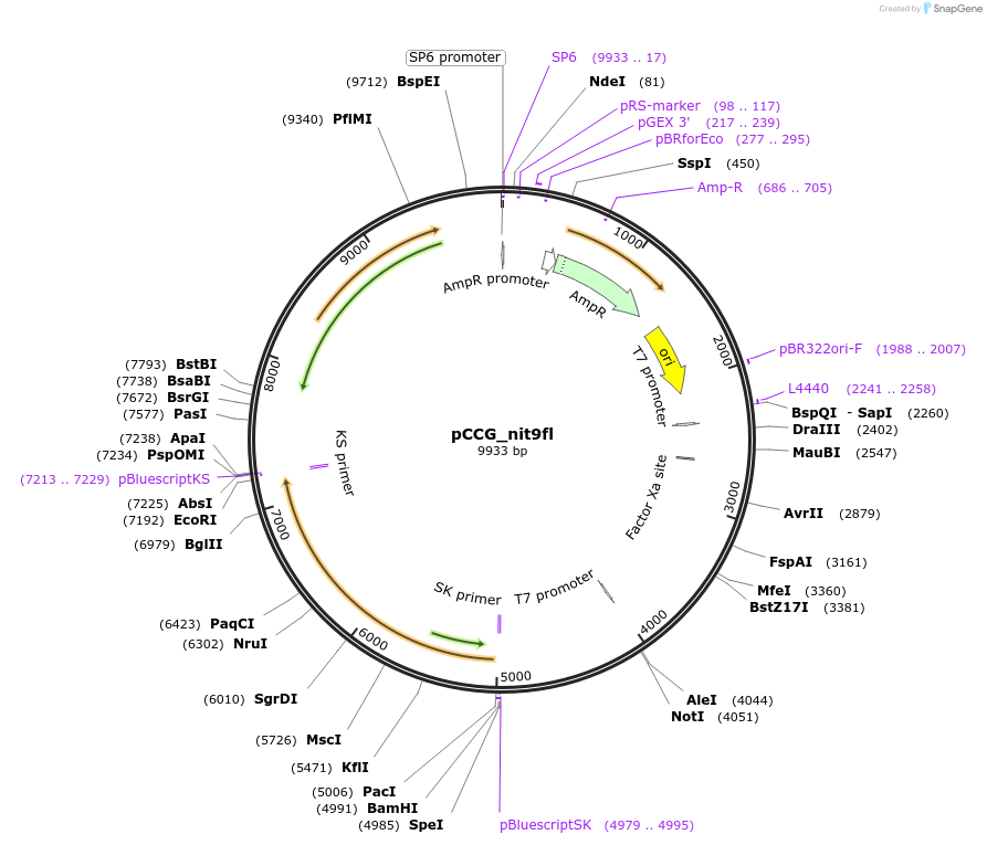 228409-plasmid-map-sequence-id-459449