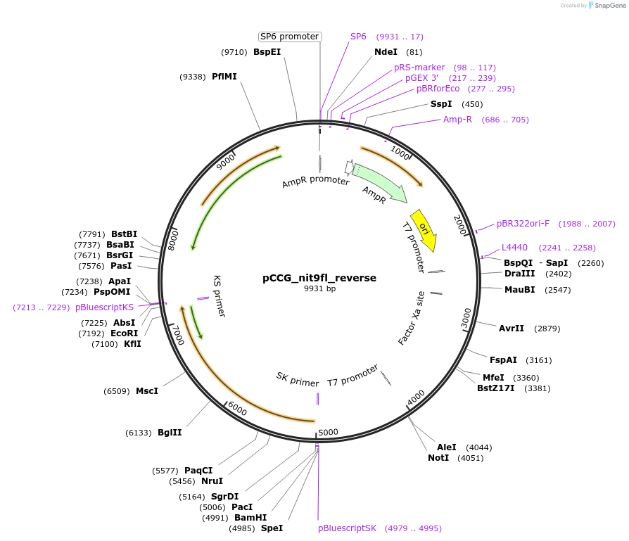 228410-plasmid-map-sequence-id-459450