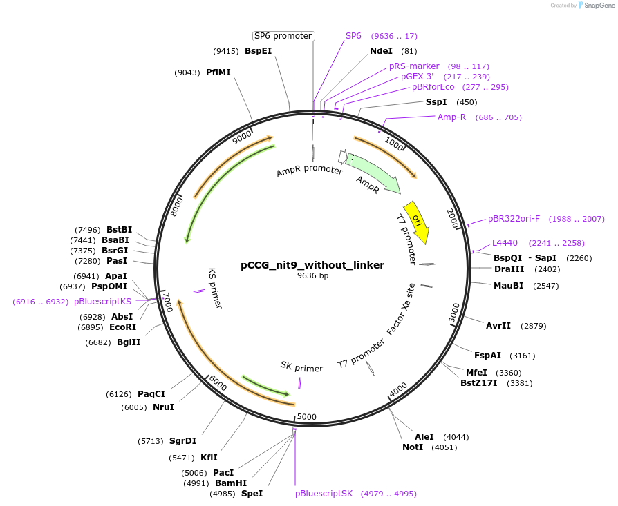 228411-plasmid-map-sequence-id-459451