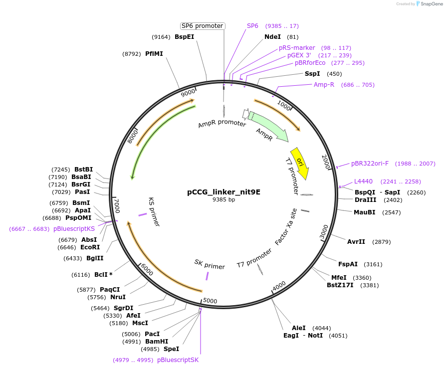 228412-plasmid-map-sequence-id-459452