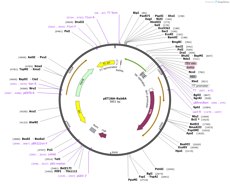 228880-plasmid-map-sequence-id-459455