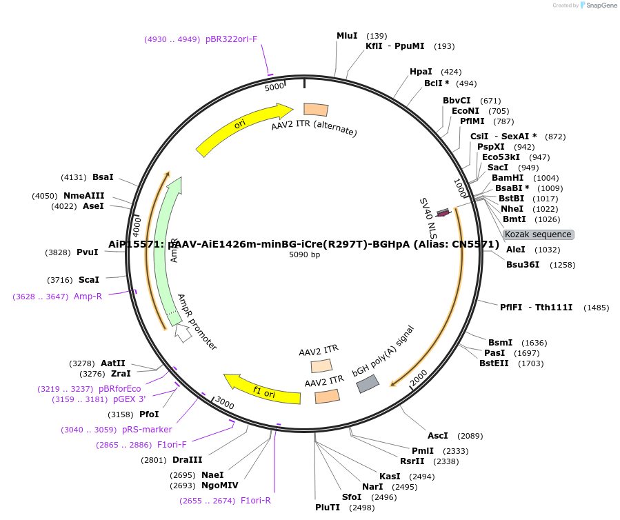 230877-plasmid-map-sequence-id-459476